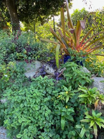 Jardin des Anges-Ch. Rose Apartment Le Moule Exterior foto