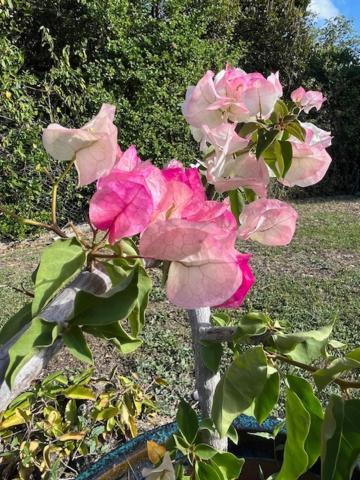 Jardin des Anges-Ch. Rose Apartment Le Moule Exterior foto